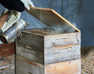 Image showing Smoker, box and hands of beekeeper at farm to relax and calm bees. Beekeeping, sustainability and agriculture with person, worker or employee with equipment for smoking bugs for organic honey harvest