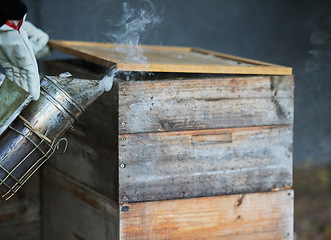 Image showing Beekeeping, smoke and wood box for bee farming with smoker tools for process to calm for maintenance and harvest of honey bees. Hand of beekeeper for manufacturing and production of honeycomb