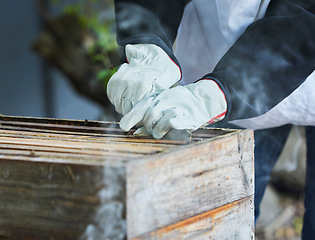 Image showing Beekeeping, box frame and beekeeper hands working on honey production farm for honeycomb, organic wax extraction and natural farming. Bees, sustainable food industry and beehive process or harvest