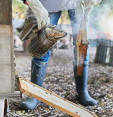 Image showing Hands, beekeeping and smoker at bee farm for smoking bees. Safety, beekeeper and worker, employee or person in suit with equipment tool to relax and calm beehive on frame for farming or honey harvest