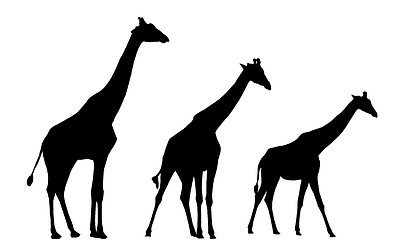 Image showing Giraffe Silhouettes