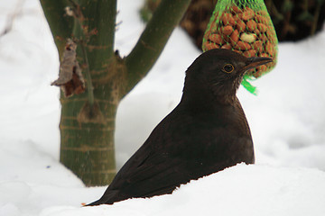 Image showing Blackbird (Turdus merula) in snow