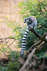 Image showing cute and playful Ring-tailed lemur