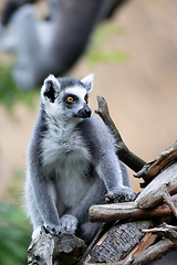 Image showing cute and playful Ring-tailed lemur