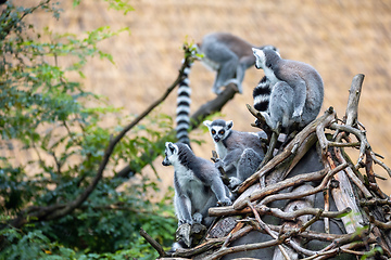 Image showing cute and playful Ring-tailed lemur