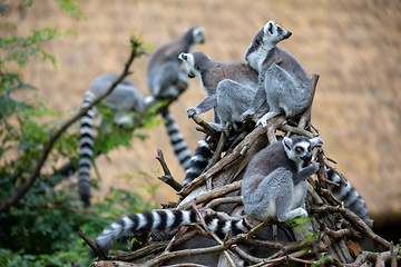 Image showing cute and playful Ring-tailed lemur