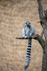 Image showing cute and playful Ring-tailed lemur