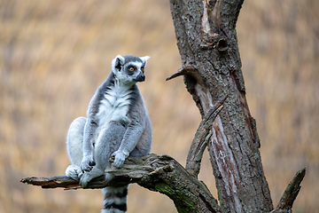 Image showing cute and playful Ring-tailed lemur