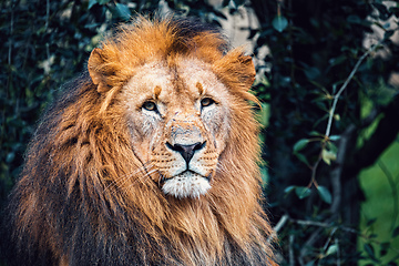 Image showing Southwest African lion or Katanga lion