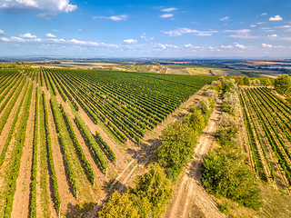 Image showing Vineyards in Palava, Czech Republic