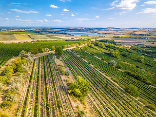 Image showing Vineyards in Palava, Czech Republic