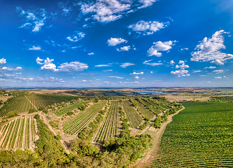 Image showing Vineyards in Palava, Czech Republic