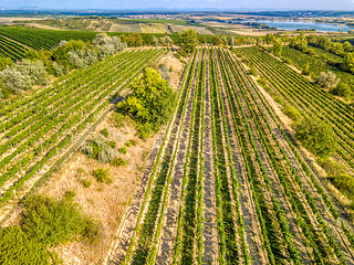 Image showing Vineyards in Palava, Czech Republic