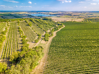 Image showing Vineyards in Palava, Czech Republic