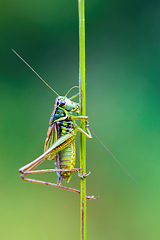 Image showing nsect Roesel's Bush-cricket on a green grass leaf