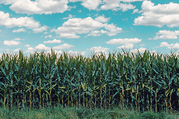 Image showing green field of corn growing up