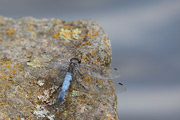 Image showing Southern skimmer dragonfly - Orthetrum brunneum