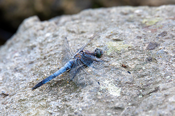Image showing Southern skimmer dragonfly - Orthetrum brunneum