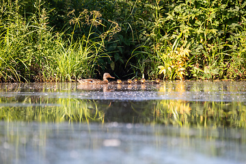 Image showing duck mallard on pond, Czech Republic, Europe wildlife