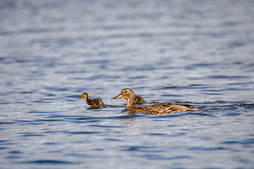 Image showing duck mallard on pond, Czech Republic, Europe wildlife