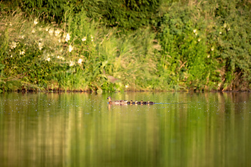Image showing duck mallard on pond, Czech Republic, Europe wildlife