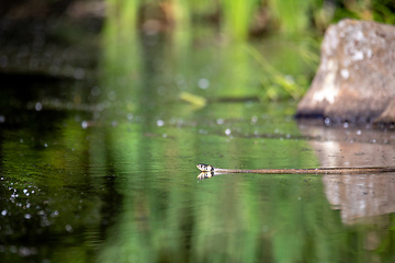 Image showing The grass snake Natrix natrix swims in water