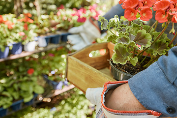 Image showing Hands, plants and flowers with a gardener working in a garden center or nursery as a florist closeup from above. Crate, potted plant and spring with a botany employee at work in a small business