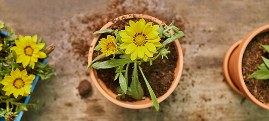 Image showing Plant, soil and growth with nature and flower top view, natural and ecology with agriculture and gardening. Botany, dirt and growing with spring, flowers and garden, potted plants and environment.