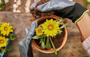 Image showing Gardening, flower and pot plant with woman hands holding dirt or soil planting yellow treasure flowers outdoor in backyard for hobby or earth day. Female gardener potting plants in nature for spring
