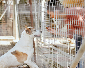 Image showing Adoption, animal care and black woman with dog looking through fence, gate and cage at dog shelter. Pets, love and female excited to choose, foster and support family pet at animal shelter or kennel