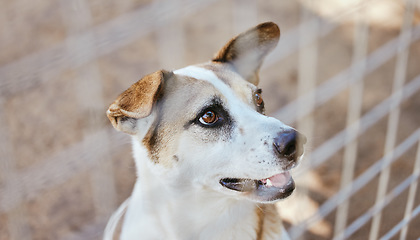 Image showing Dog, animal shelter and animal in an outdoor yard with a steel, metal or iron fence for protection. Playful pet puppy in a local pound or home for care, treatment or grooming waiting for adoption.