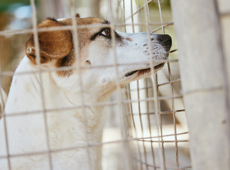 Image showing Rescue dog, cage and adoption at a shelter, abandoned pet and homeless at a place of safety. Sad, lost and puppy in an animal kennel waiting for a home, lonely and unhappy at the pound for pets