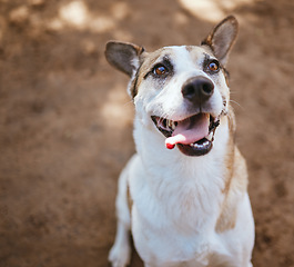 Image showing Rescue dog, animal shelter and puppy playing alone at an animal pound for protection, safety and adoption. Homeless, abandoned and small pet waiting for a home at an outdoor local kennel or vet.