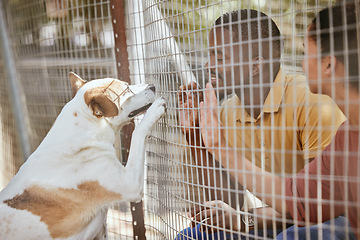 Image showing Fence, dog or couple with empathy at an adoption shelter or homeless center for dogs helping rescue animals. Love, hope or happy black people bonding with hands and paws with an excited puppy or pet