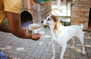 Image showing Dog, food and animal shelter with a volunteer working in a rescue center while feeding a canine for adoption. Pet, charity and care with a homeless puppy eating from a bowl in the hands of a man