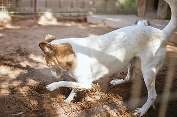 Image showing Dog playing in mud, dirt or sand for fun or digging in the outdoor backyard of a animal shelter Playful, nature and puppy with soil to dig in the yard at a local pet pound or home care for protection