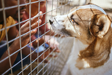 Image showing Hands, fence and dog in shelter for adoption, black man looking at homeless puppy at charity. Pet care, love and compassion, volunteer at animal shelter with abandoned dogs in veterinary clinic cage.