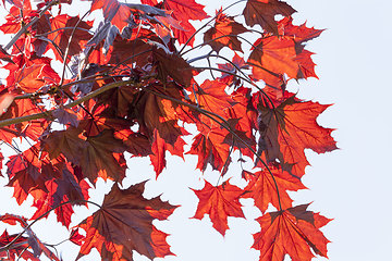 Image showing deciduous forest during leaf fall