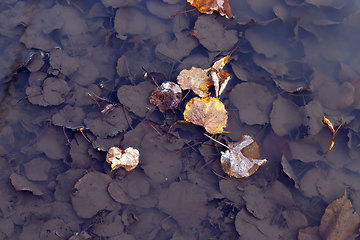 Image showing leaves of trees in muddy water