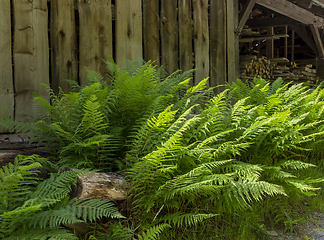 Image showing fern and wood