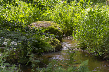 Image showing nature reserve in the Bavarian Forest