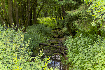 Image showing nature reserve in the Bavarian Forest