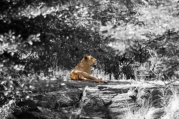Image showing Female Lion Resting