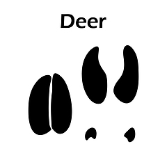 Image showing Deer Footprint