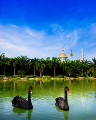 Image showing Black Swans