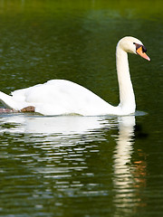 Image showing White Swan