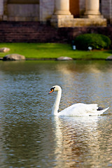 Image showing White Swan