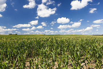 Image showing sweet green unripe corn