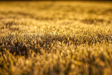 Image showing fertile field during sunset or dawn