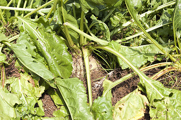 Image showing agricultural field where beets are grown